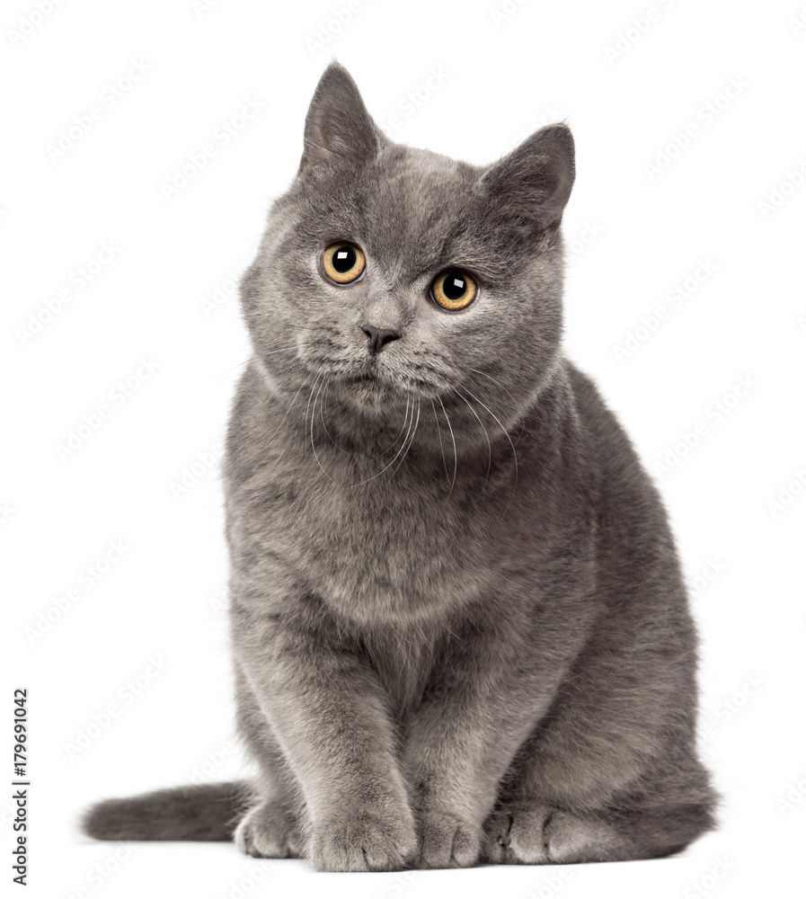 British Shorthair looking away, 7 months old against white background