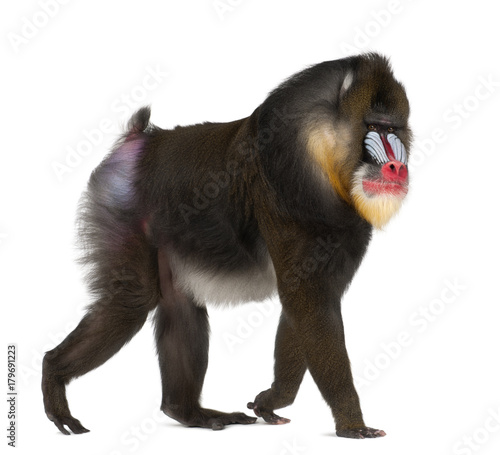 Tela mandrill (Mandrillus sphinx) is a primate of the Old World monkey 22 years old