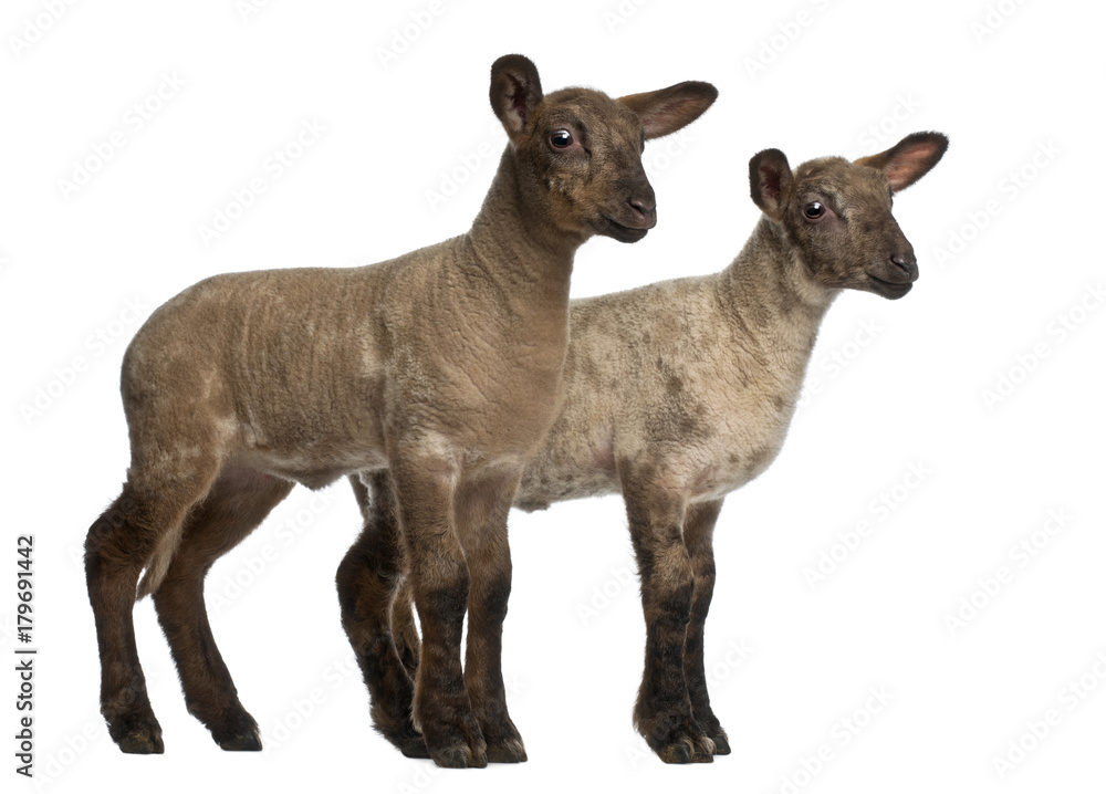 Fototapeta premium Two Lambs