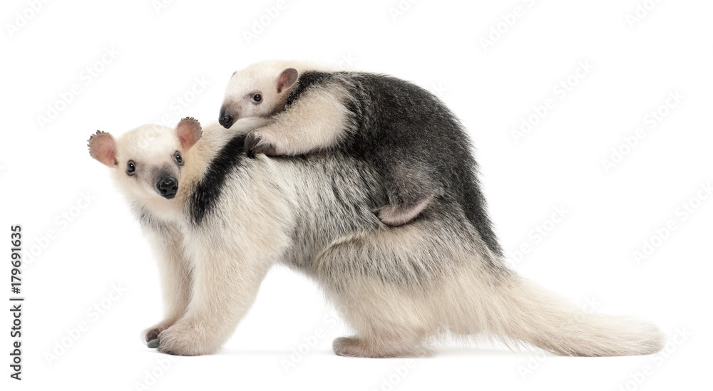 Tamandua, Tamandua tetradactyla mother, 3 years old, and child, 3 months old, standing against white background