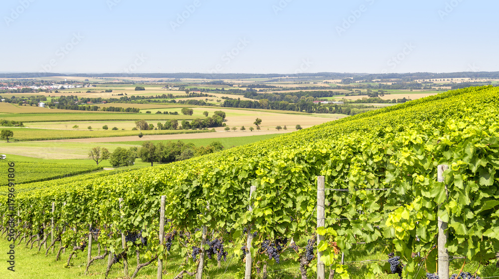 winegrowing scenery in Hohenlohe