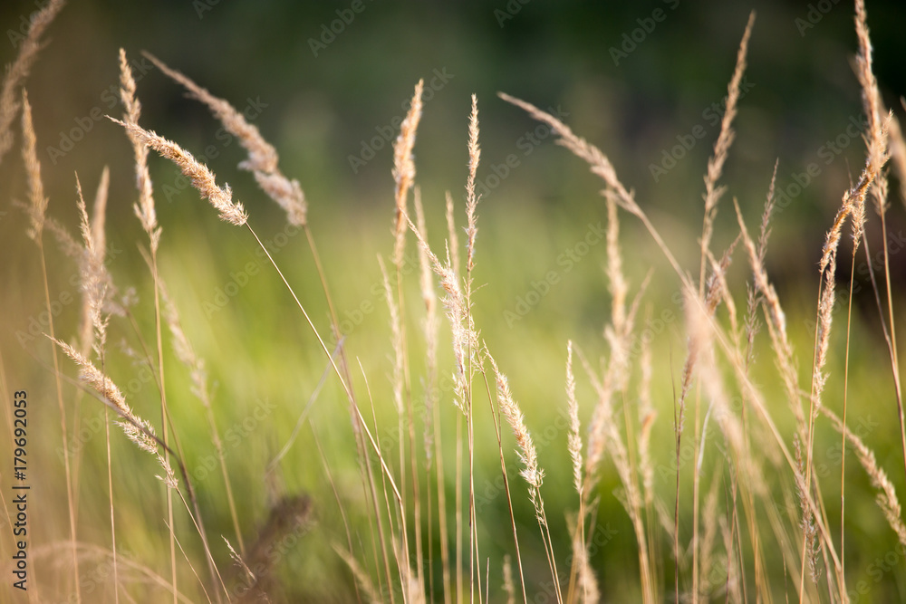 yellow ears on grass in autumn park