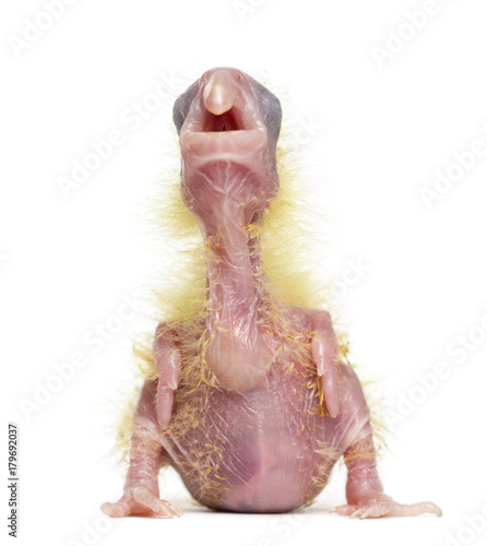 Fotografia Sulphur-crested Cockatoo chick calling, Cacatua galerita, 4 days old against whi