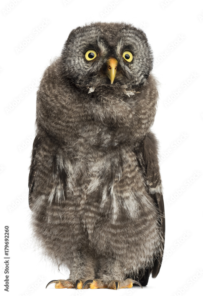 Obraz premium Great Grey Owl or Lapland Owl, Strix nebulosa, 2 months old against white background