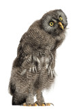 Great Grey Owl or Lapland Owl, Strix nebulosa, 2 months old against white background