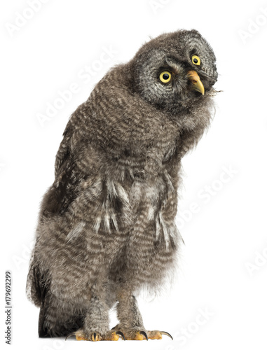 Great Grey Owl or Lapland Owl, Strix nebulosa, 2 months old against white background © Eric Isselée