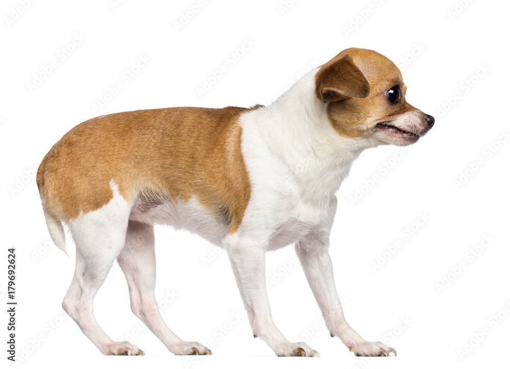 Chihuahua, 4 years old, looking away against white background
