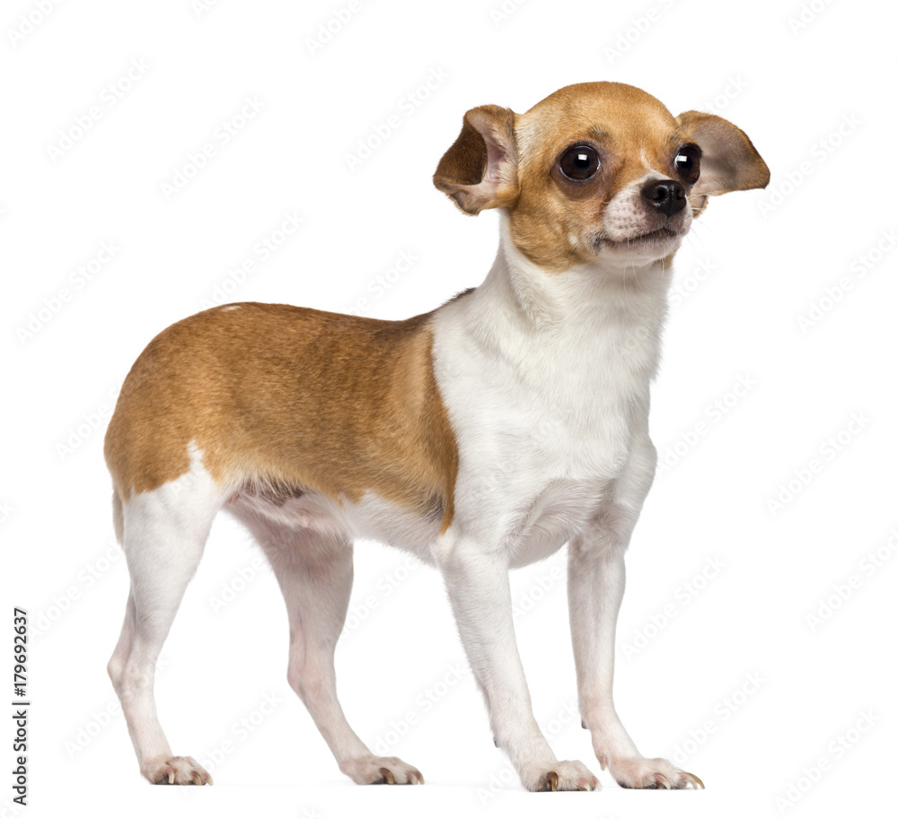 Chihuahua, 4 years old, looking away against white background