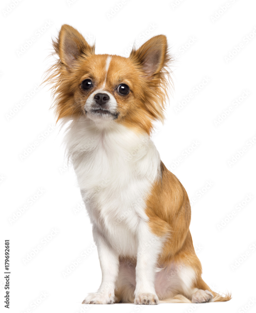Chihuahua, 10 months old, sitting and looking at camera against white background