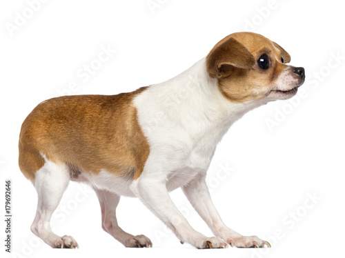 Chihuahua, 4 years old, looking away against white background © Eric Isselée