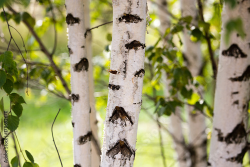 white trunks of a birch on the nature