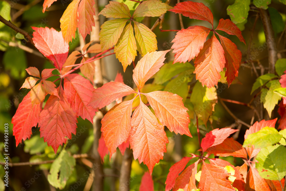 red leaves on a tree in autumn park red leaves on a tree in autumn park
