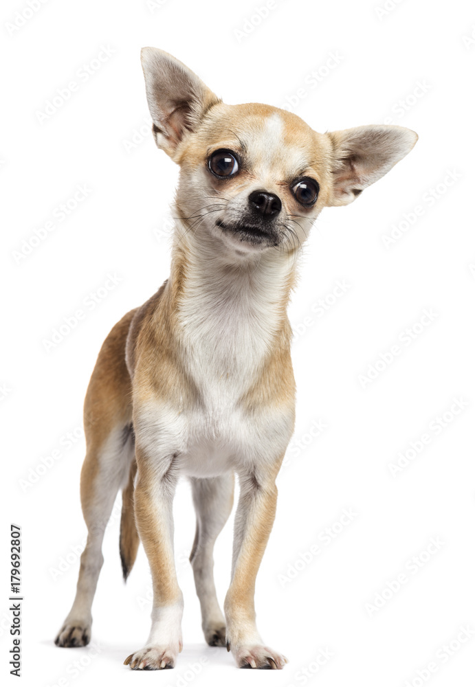 Chihuahua standing and looking at camera against white background