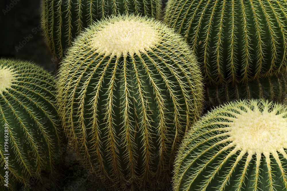 Golden barrel cactus Golden barrel cactus
