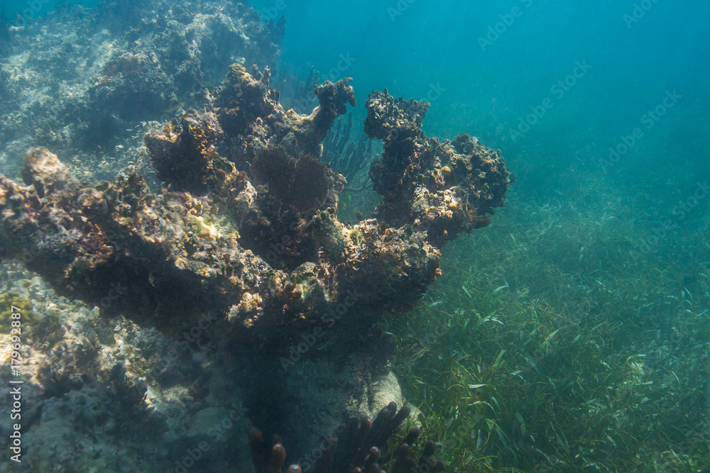 Fototapeta premium Coral reef outcrop