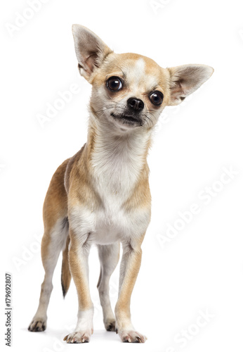 Chihuahua standing and looking at camera against white background © Eric Isselée