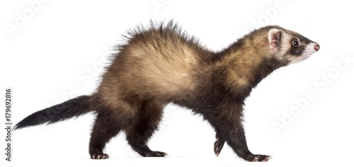 Side view of Ferret, 7 months old, walking against white background