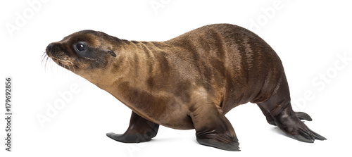 Young California Sea Lion, Zalophus californianus, walking, 3 months old against white background © Eric Isselée