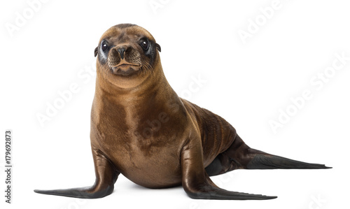 Young California Sea Lion, Zalophus californianus, portrait, 3 months old against white background © Eric Isselée