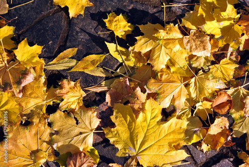 Bright yellow maples leaves on road with tile  texture background