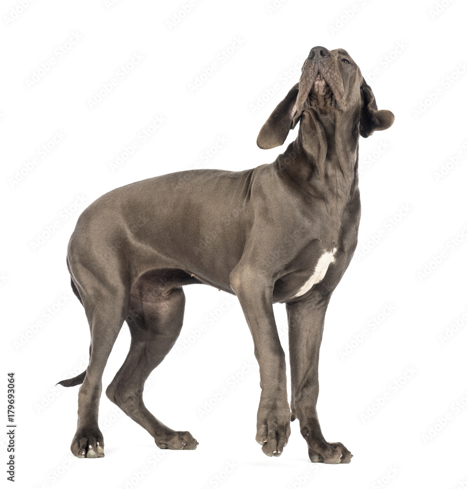 Great Dane, 10 months old, looking up in front of white background Great Dane, 10 months old, looking up in front of white background