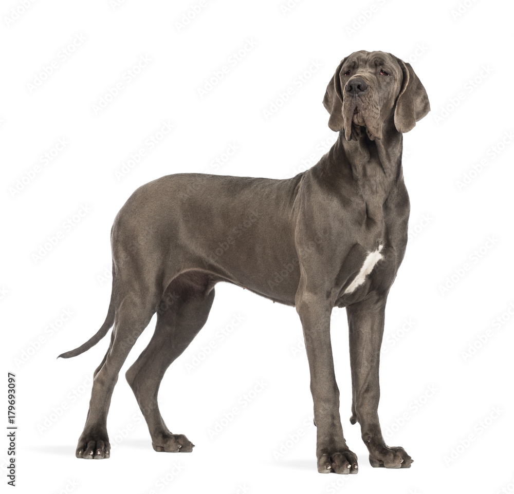 Side view of a Great Dane, 10 months old, looking away in front of white background