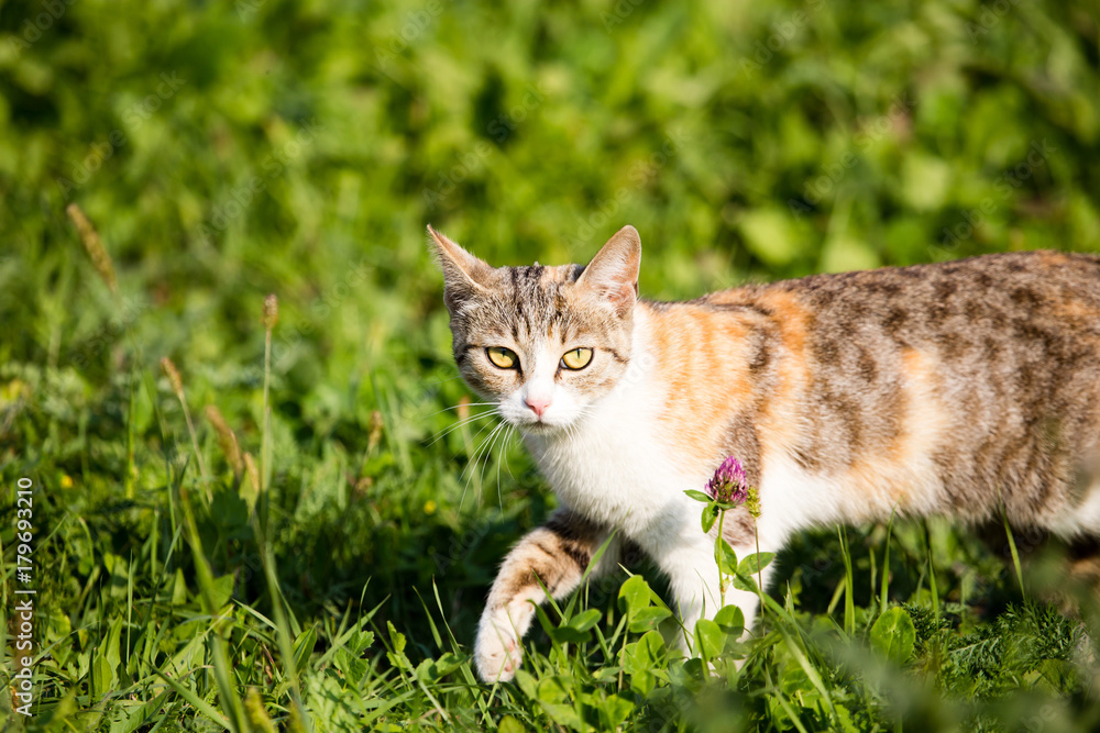 cat walking in the grass outdoors cat walking in the grass outdoors