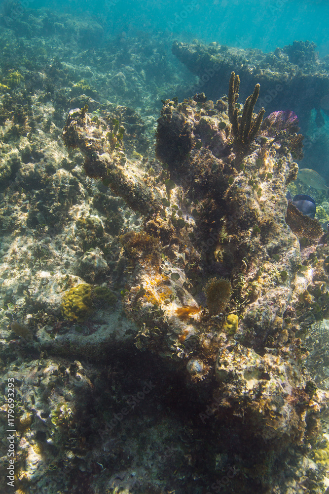 Fototapeta premium Coral rock formation