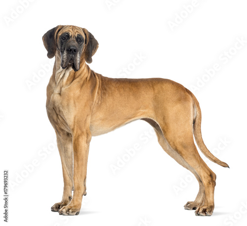 Side view of a Great Dane  4 years old  in front of white background