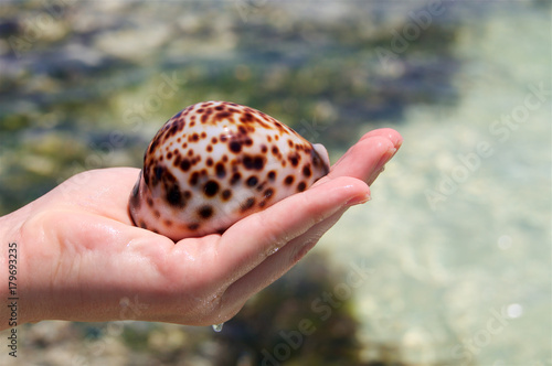 Dotted seashell in hand
