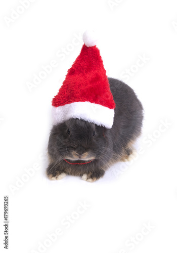 Netherland dwarf rabbit wearing red santa hat.