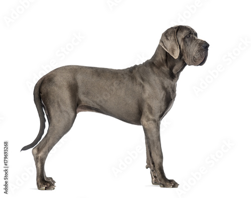 Side view of a Great Dane  10 months old  in front of white background