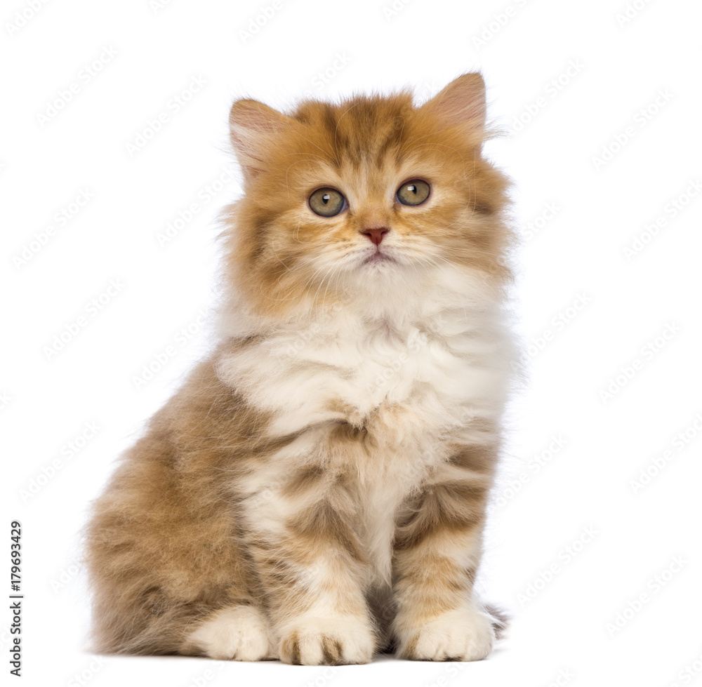 British Longhair kitten, 2 months old, sitting and looking at the camera in front of white background
