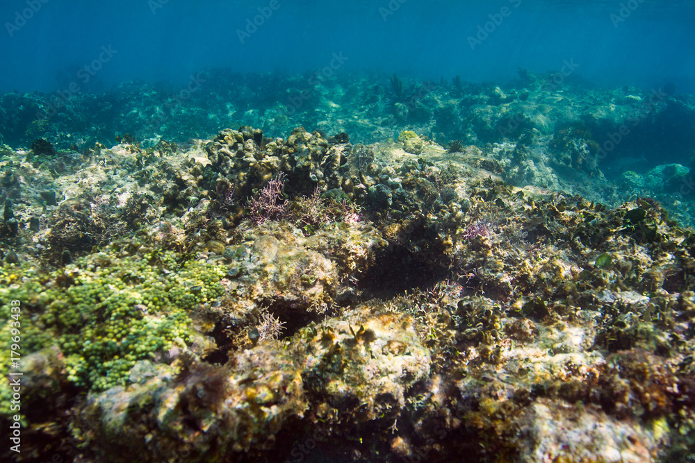Coral reef close up Coral reef close up