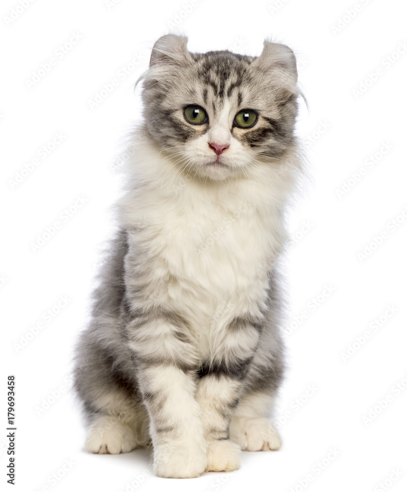 Obraz premium American Curl kitten, 3 months old, sitting and looking at the camera in front of white background