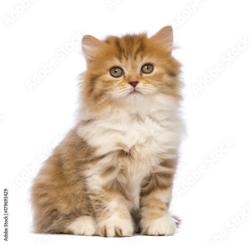 British Longhair kitten, 2 months old, sitting and looking at the camera in front of white background © Eric Isselée