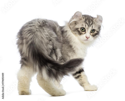 Fotografie Rear view of an American Curl kitten, 3 weeks old, looking at the camera in fron