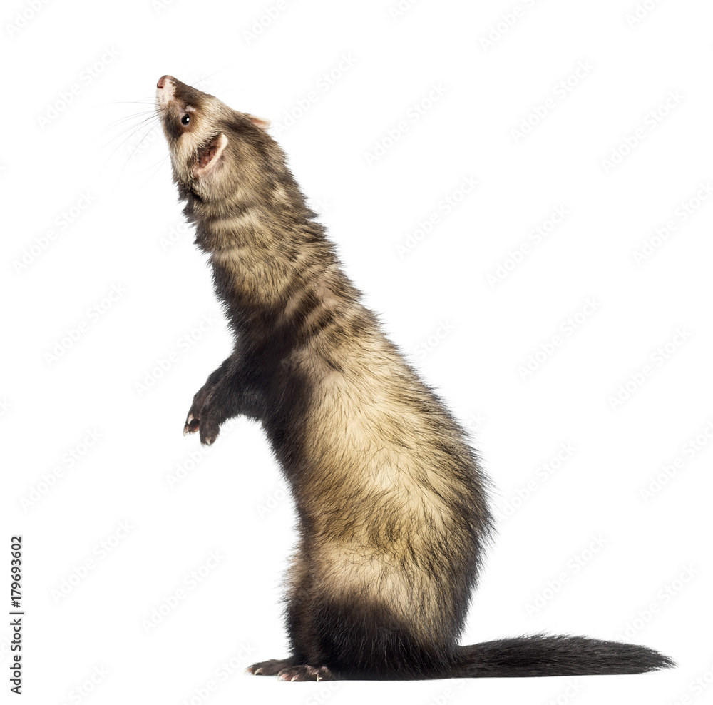 Ferret (9 months old) standing on hind legs and looking up