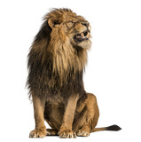 Lion sitting, roaring, Panthera Leo, 10 years old, isolated on white