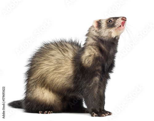 Ferret (9 months old) sitting and looking up