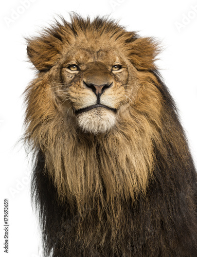 Fototapeta Naklejka Na Ścianę i Meble -  Close-up of a Lion, Panthera Leo, 10 years old, isolated on white
