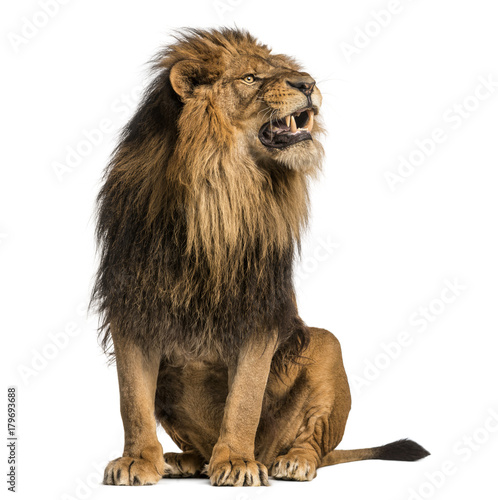 Lion sitting, roaring, Panthera Leo, 10 years old, isolated on white