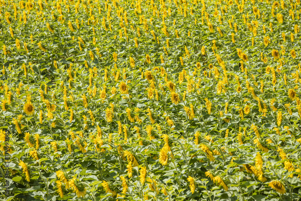 sunflowers field in abstract view sunflowers field in abstract view