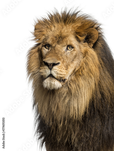 Close-up of a Lion  Panthera Leo  10 years old  isolated on white