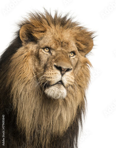 Fototapeta Naklejka Na Ścianę i Meble -  Close-up of a Lion, Panthera Leo, 10 years old, isolated on white