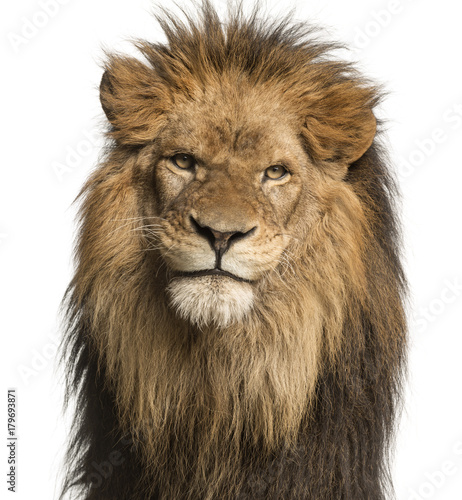 Close-up of a Lion facing, Panthera Leo, 10 years old, isolated on white