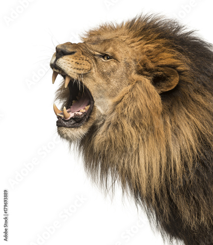 Close-up of a Lion roaring profile, Panthera Leo, 10 years old, isolated on white