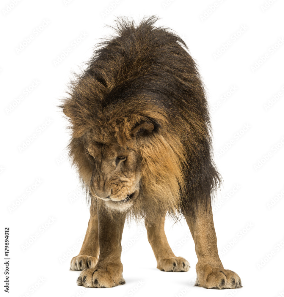 Obraz premium Lion standing, looking down, Panthera Leo, 10 years old, isolate