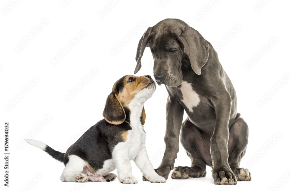 Great Dane and Beagle puppy getting to know, isolated on white