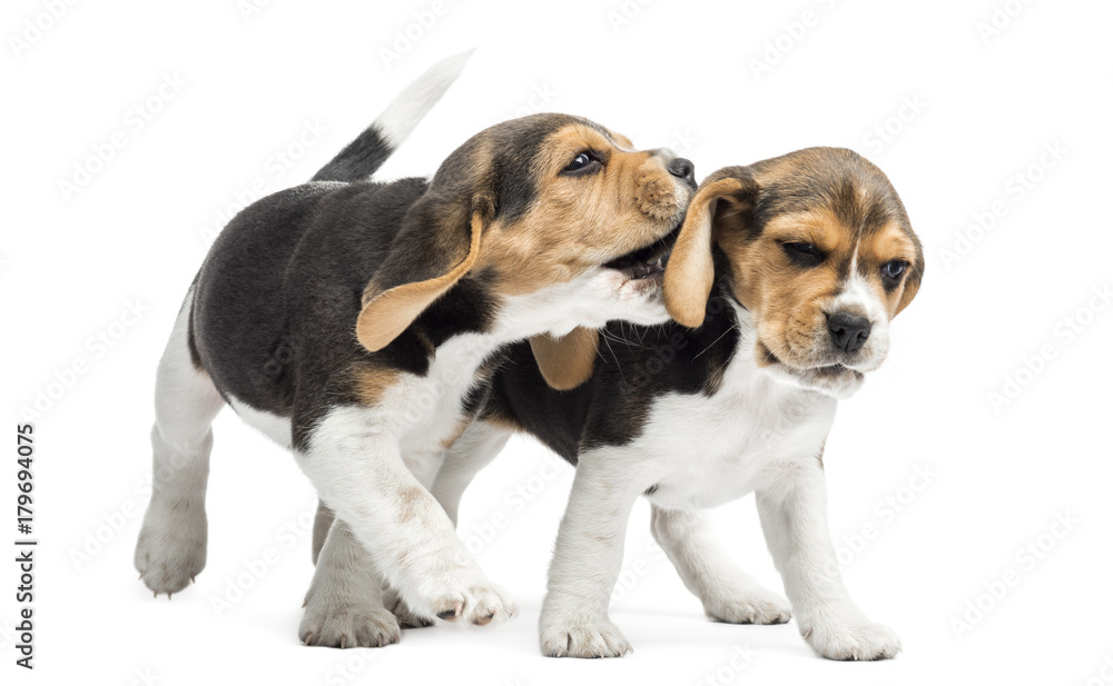 Two Beagles puppies playing together, isolated on white